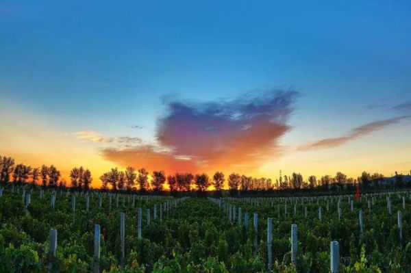 新疆葡萄酒场地