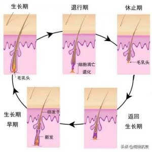 ​毛发生长周期三个阶段，毛发生长周期包括