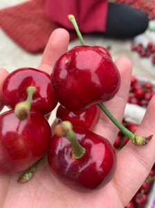 ​紧腿别让樱桃掉下来