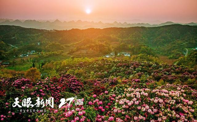 5.贵州铜仁百里杜鹃