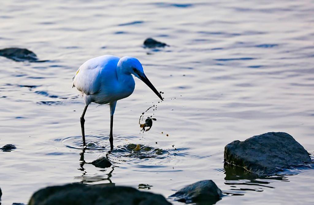 深圳红树湾公园在哪里(深圳红树湾公园坐地铁怎么走)