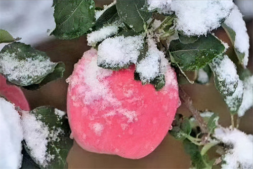 苹果原产地是哪里(苹果是我国原产的吗)