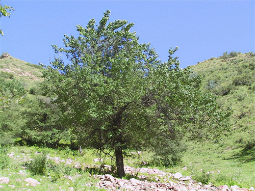 苹果原产地是哪里(苹果是我国原产的吗)