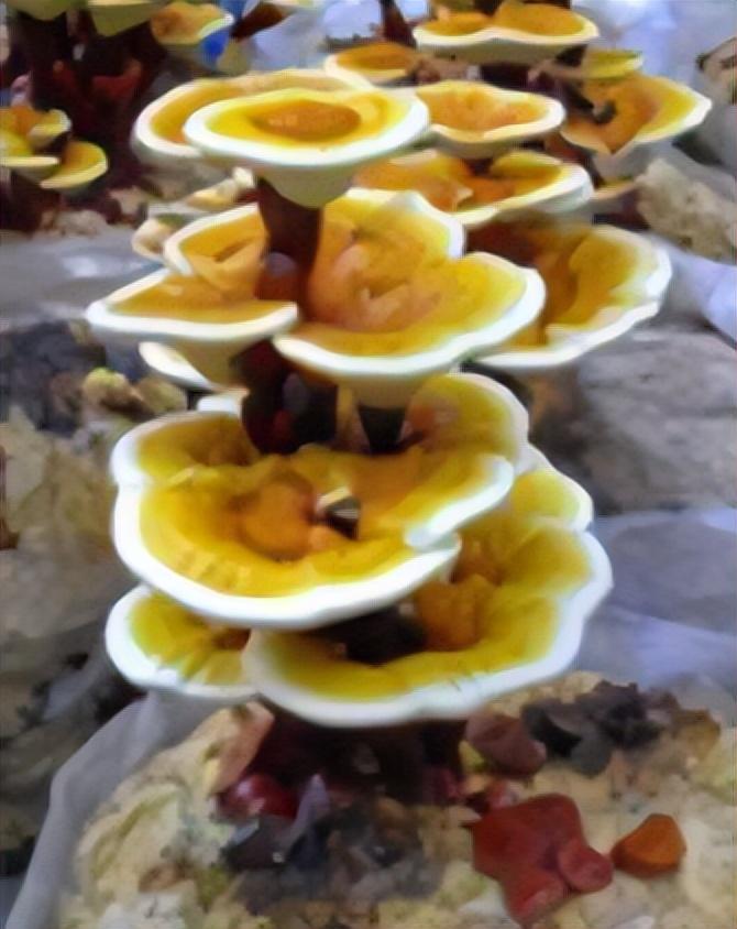 灵芝生长在什么地方(灵芝的种植方法栽培技术)