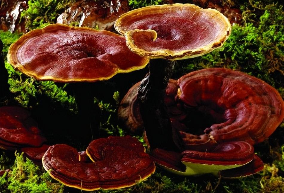 灵芝生长在什么地方(灵芝的种植方法栽培技术)