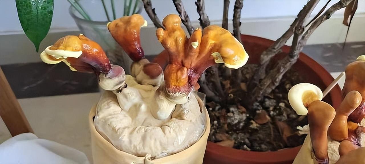 灵芝生长在什么地方(灵芝的种植方法栽培技术)