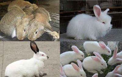 ​兔子的养殖技术及方法，5个养殖兔子的技术
