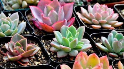 ​多肉的正确养殖方法，7个养殖多肉的技巧
