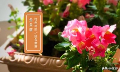 ​金鱼草的养殖方法和注意事项(金鱼草的养殖方法和作用)