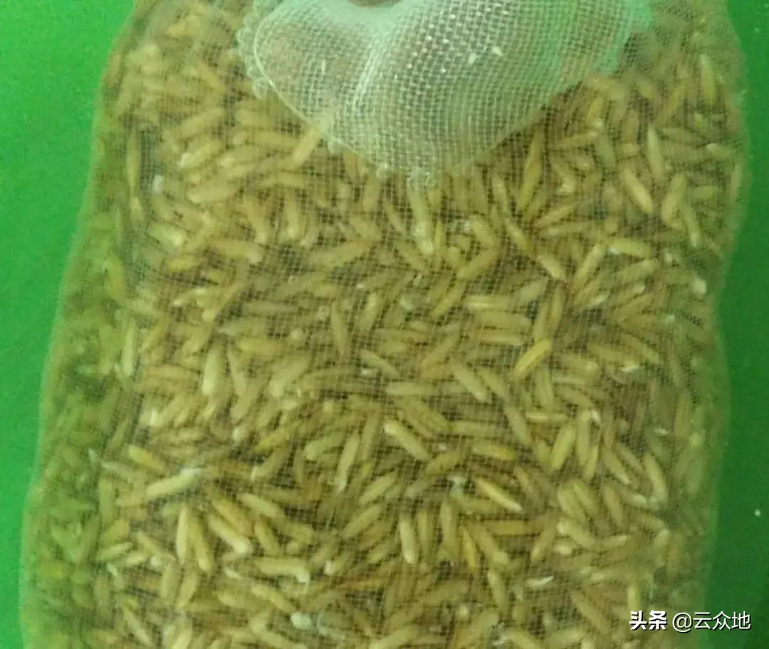 水稻种子催芽的时间一般为（水稻种子催芽方法）