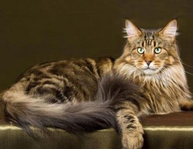 ​世界上最大的猫排名，缅因猫第一(体长1.23米)