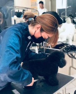 ​合肥宠物美容培训学校，合肥宠物美容培训中心