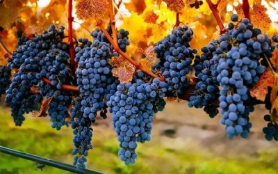 ​度数高的红葡萄酒_红葡萄酒度数最高几度