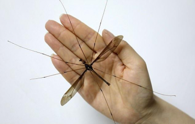 ​世界上公认最大的蚊子有多大，最大可长到4厘米长！