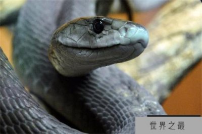 ​世界上速度最快的蛇 时速可以达到20千米(黑曼巴蛇)