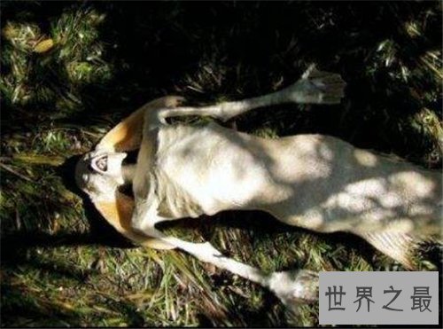 世界上真的有美人鱼吗 关于美人鱼的详细记载