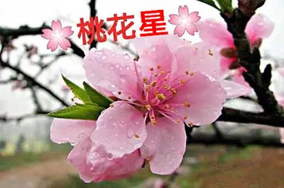 ​哪些属于桃花星