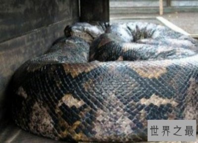 ​震惊！世界上最大的蛇——最长可达10公尺，体重225公斤！