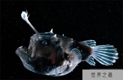 ​世界上雌雄体型差别最大的鱼 黑角鮟鱇鱼(雌性体型大)