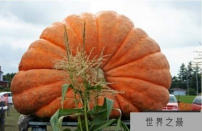 ​世界上最大的南瓜 写入吉尼斯记录里边(将近2000斤)