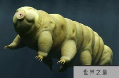 ​世界上生命力最顽强的生物 水熊虫是微观生物(仅几毫米)
