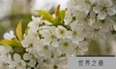 ​世界上最美丽的花朵正在盛开