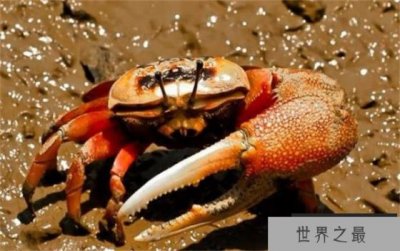 ​世界上最会变色的蟹 体色随太阳变化(招潮蟹)