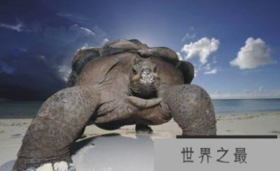 ​世界上寿命最长的动物排行榜