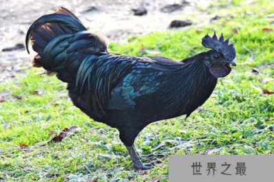 ​世界上四大最贵的鸡 金属鸡价值超高可以买一套房子