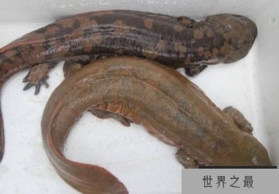​世界上最大的两栖动物 娃娃鱼体型比较大(也叫大鲵)