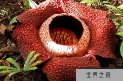 ​大王花是食人花吗？是否吃人真实性遭到质疑