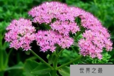 ​盘点最耐寒的十大花草，蕙兰位列第二