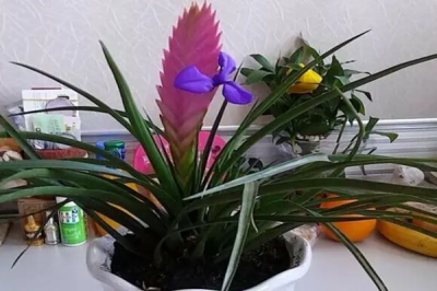 ​铁兰花好不好养？铁兰花养殖方法和养护要点是什么？