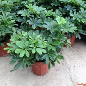 ​鸭脚木有什么作用和功效？鸭脚木有毒吗