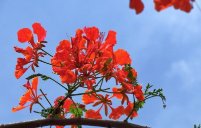 ​凤凰木花语  凤凰木生长习性