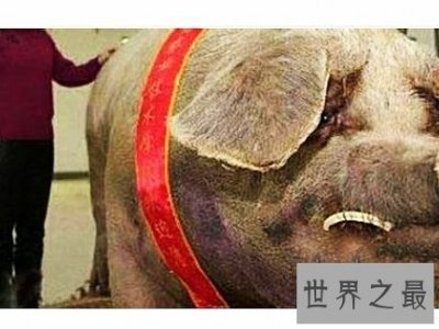 ​世界上最大的猪，真的是肥猪赛大象。