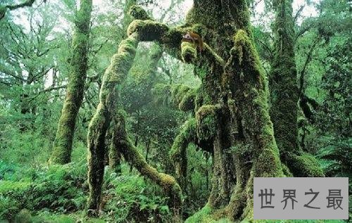 世界十大最恐怖的森林，日本自杀森林，已发现600人自杀！