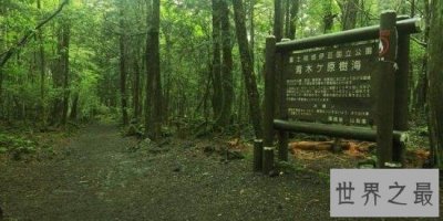 ​世界十大最恐怖的森林，日本自杀森林，已发现600人自杀！
