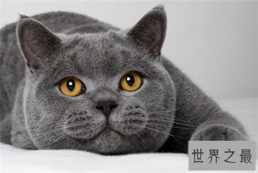 猫的智商排名，秀的起智商卖的了萌的主子