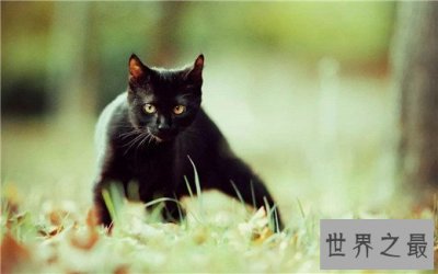 ​猫的智商排名，秀的起智商卖的了萌的主子