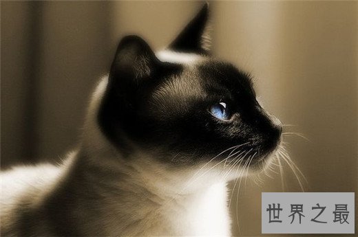 猫的智商排名，秀的起智商卖的了萌的主子