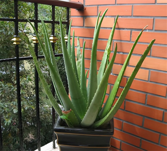 种适合卧室养的植物，养人“促睡眠”，增福又增寿"