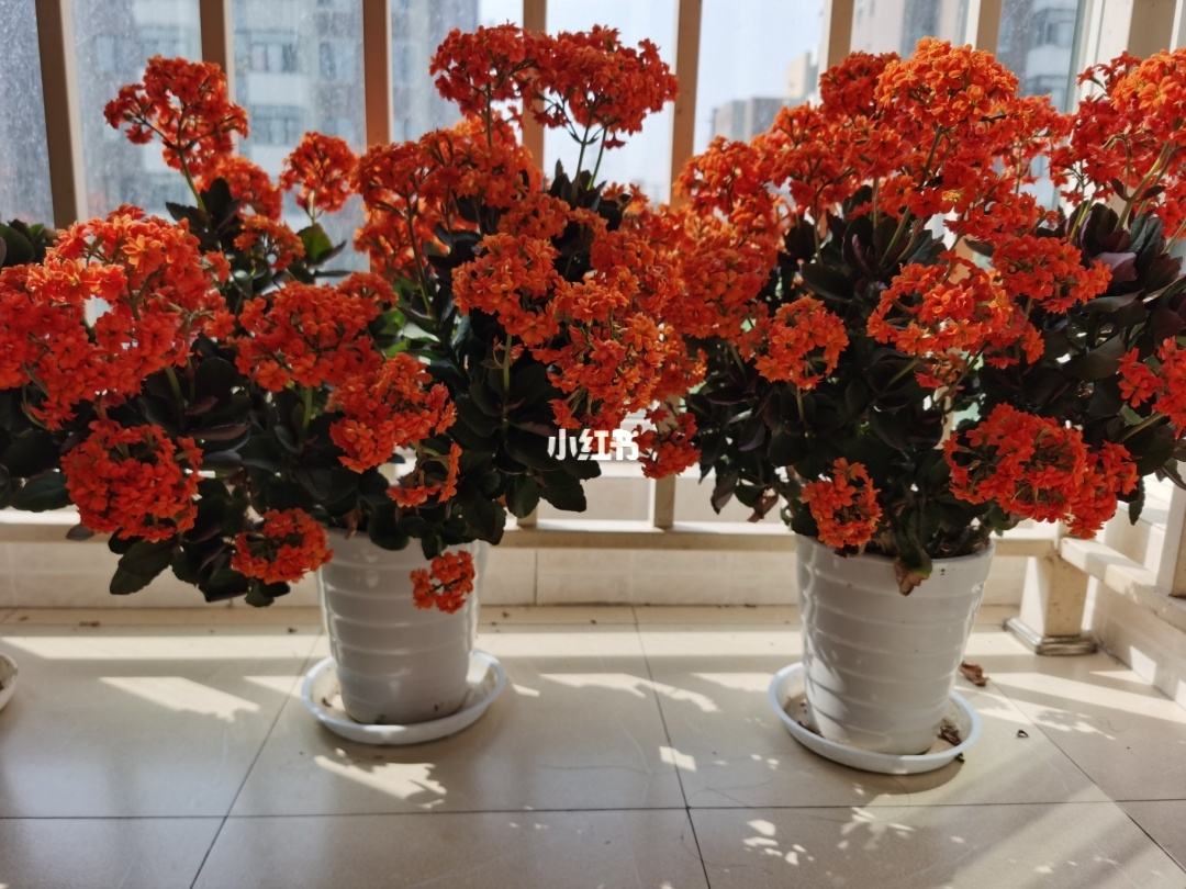 种适合卧室养的植物，养人“促睡眠”，增福又增寿"