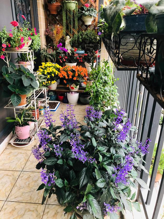 种适合卧室养的植物，养人“促睡眠”，增福又增寿"