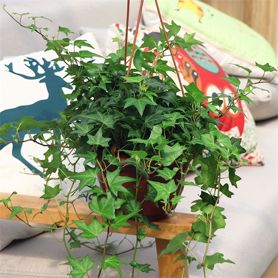 种适合卧室养的植物，养人“促睡眠”，增福又增寿"