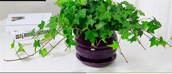 种适合卧室养的植物，养人“促睡眠”，增福又增寿"