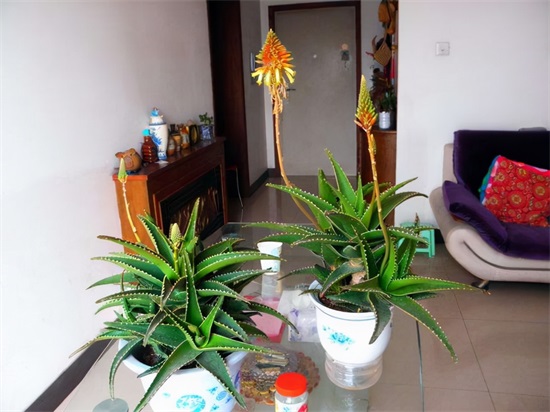 种适合卧室养的植物，养人“促睡眠”，增福又增寿"