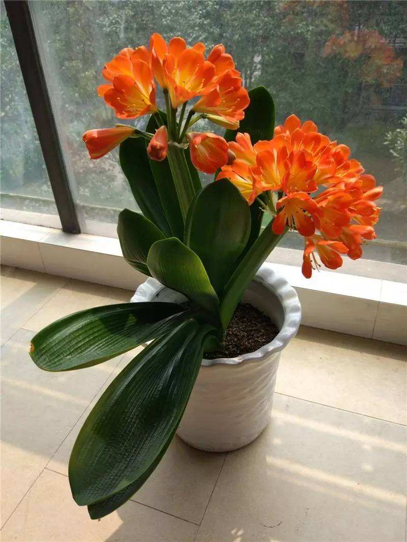 种适合卧室养的植物，养人“促睡眠”，增福又增寿"