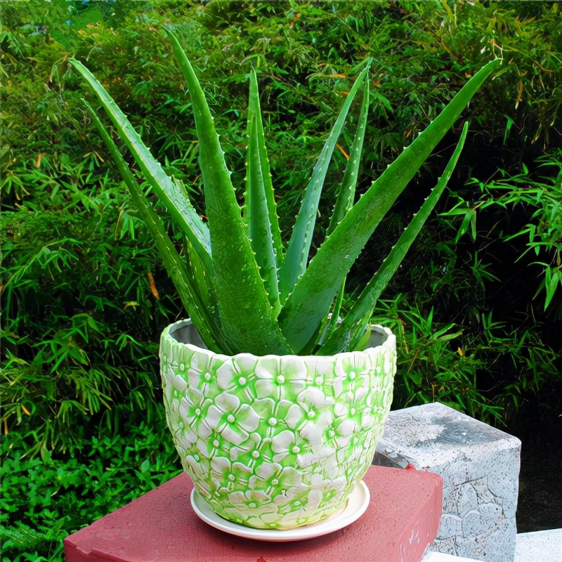 种适合卧室养的植物，养人“促睡眠”，增福又增寿"