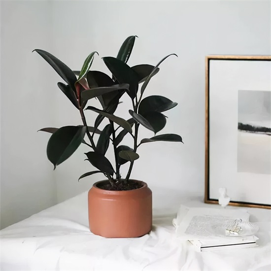 种适合卧室养的植物，养人“促睡眠”，增福又增寿"